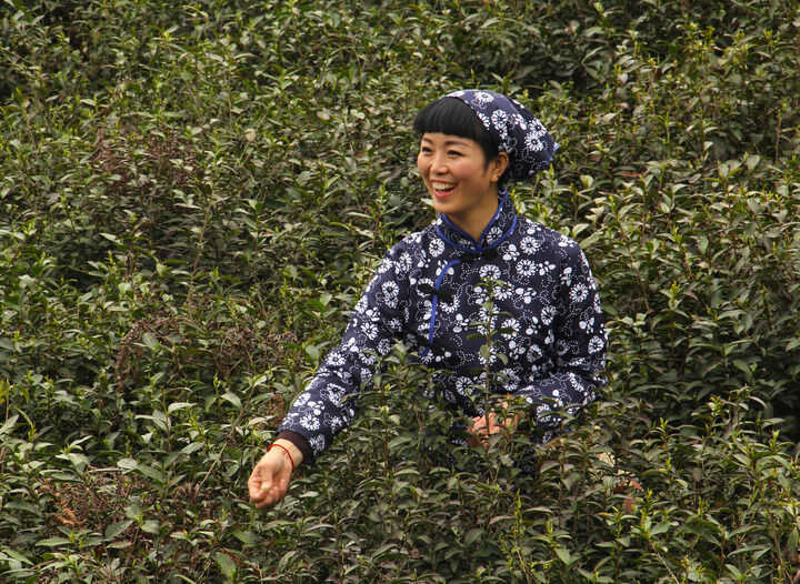 间谍过家家 第二季